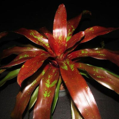 Neoregelia 'Shameless Red' | Bromeliad Paradise