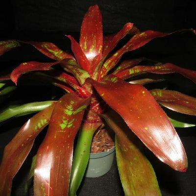 Neoregelia 'Shameless Red' | Bromeliad Paradise
