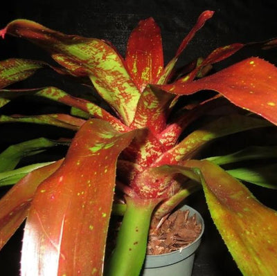 Neoregelia 'Shameless Red' | Bromeliad Paradise