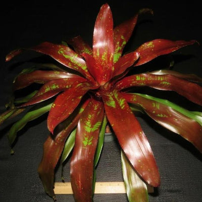Neoregelia 'Shameless Red' | Bromeliad Paradise