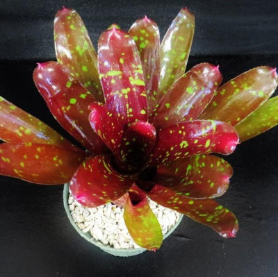 Neoregelia 'Sharlock' | Bromeliad Paradise
