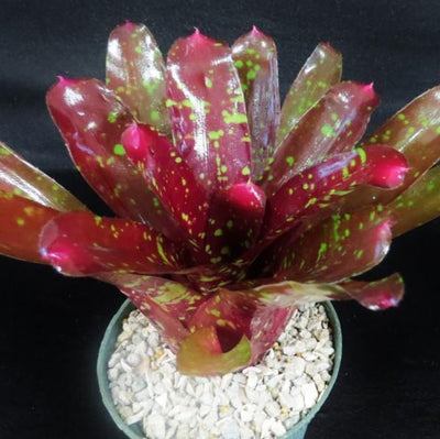 Neoregelia 'Sharlock' | Bromeliad Paradise