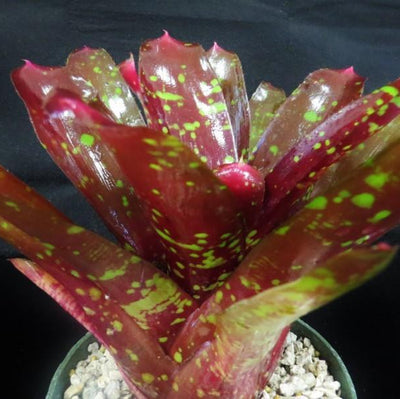 Neoregelia 'Sharlock' | Bromeliad Paradise