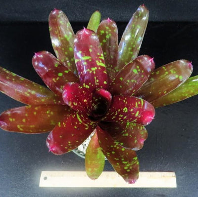 Neoregelia 'Sharlock' | Bromeliad Paradise