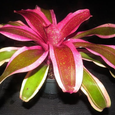 Neoregelia 'Shocking Pink' Albo Marginated | Bromeliad Paradise