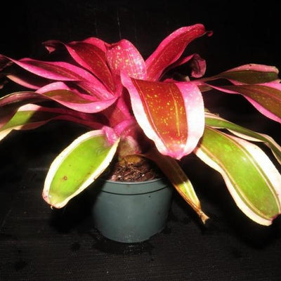 Neoregelia 'Shocking Pink' Albo Marginated | Bromeliad Paradise