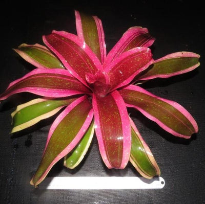 Neoregelia 'Shocking Pink' Albo Marginated | Bromeliad Paradise