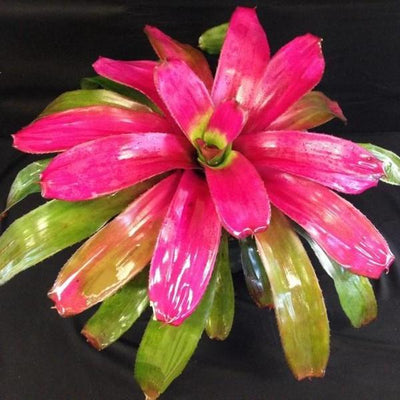 Neoregelia 'Shocking Pink' | Bromeliad Paradise