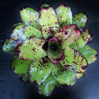 Neoregelia 'Silver Chalice' | Bromeliad Paradise