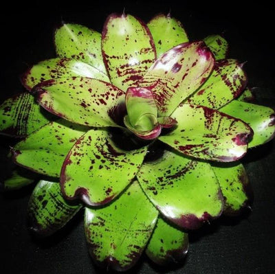 Neoregelia 'Silver Chalice' | Bromeliad Paradise
