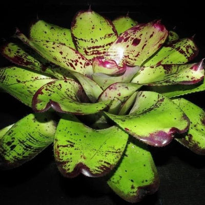 Neoregelia 'Silver Chalice' | Bromeliad Paradise