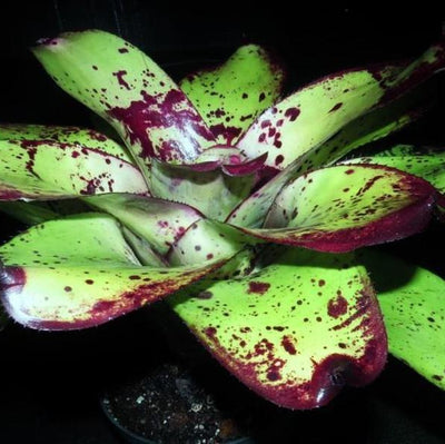 Neoregelia 'Silver Chalice' | Bromeliad Paradise