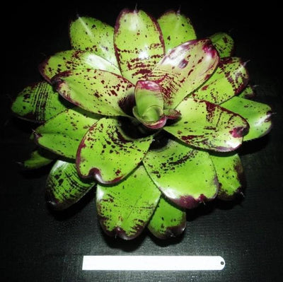 Neoregelia 'Silver Chalice' | Bromeliad Paradise