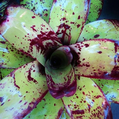 Neoregelia 'Silver Chalice' | Bromeliad Paradise