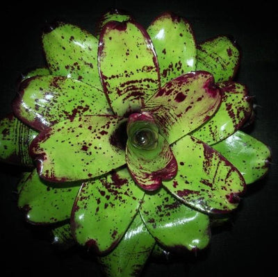 Neoregelia 'Silver Chalice' | Bromeliad Paradise