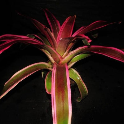 Neoregelia 'Skotak's cruenta Hybrid #6' | Bromeliad Paradise