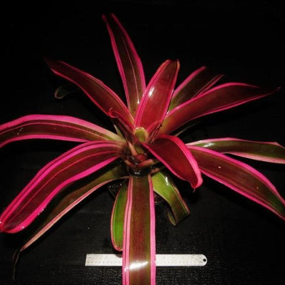 Neoregelia 'Skotak's cruenta Hybrid #6' | Bromeliad Paradise