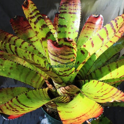 Neoregelia 'Skotak's Tiger' aka carcharodon 'Tiger' | Bromeliad Paradise