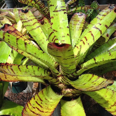 Neoregelia 'Skotak's Tiger' aka carcharodon 'Tiger' | Bromeliad Paradise
