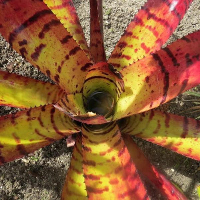 Neoregelia 'Skotak's Tiger' aka carcharodon 'Tiger' | Bromeliad Paradise