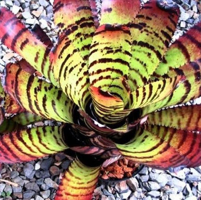 Neoregelia 'Skotak's Tiger' aka carcharodon 'Tiger' | Bromeliad Paradise