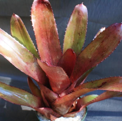 Neoregelia 'Skotak's Tiger' X 'Bianca' | Bromeliad Paradise