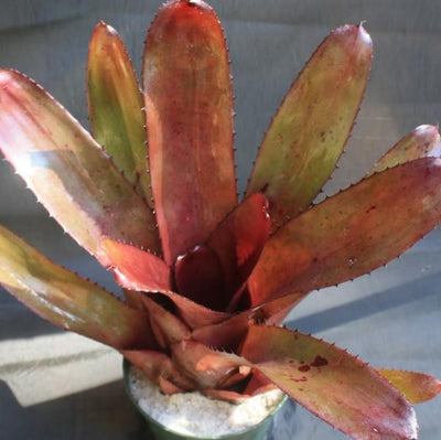 Neoregelia 'Skotak's Tiger' X 'Bianca' | Bromeliad Paradise
