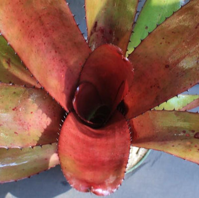 Neoregelia 'Skotak's Tiger' X 'Bianca' | Bromeliad Paradise