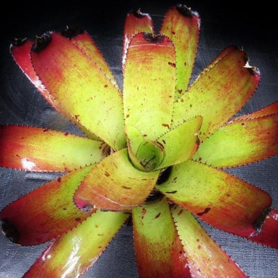 Neoregelia 'Skotak's Tiger' x 'Heart's Music' | Bromeliad Paradise
