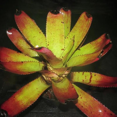 Neoregelia 'Skotak's Tiger' x 'Heart's Music' | Bromeliad Paradise