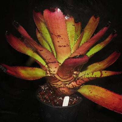 Neoregelia 'Skotak's Tiger' x 'Heart's Music' | Bromeliad Paradise
