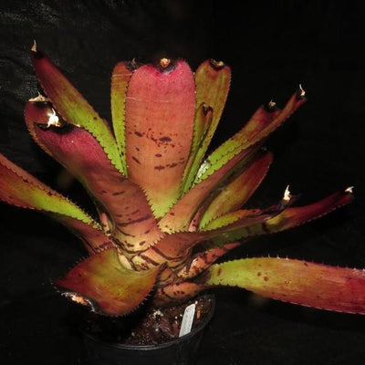 Neoregelia 'Skotak's Tiger' x 'Heart's Music' | Bromeliad Paradise