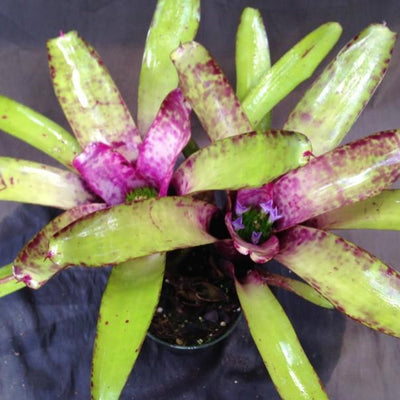 Neoregelia smithii | Bromeliad Paradise