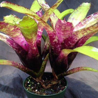 Neoregelia smithii | Bromeliad Paradise