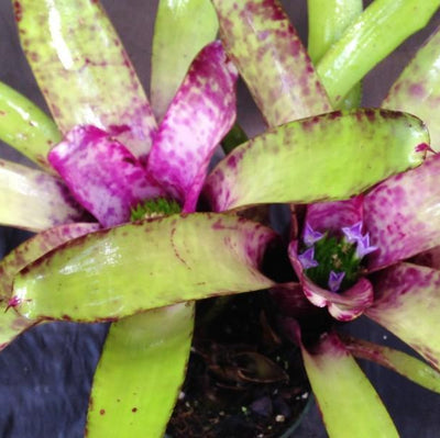Neoregelia smithii | Bromeliad Paradise