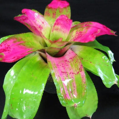 Neoregelia 'Southern Girl' | Bromeliad Paradise