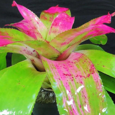 Neoregelia 'Southern Girl' | Bromeliad Paradise
