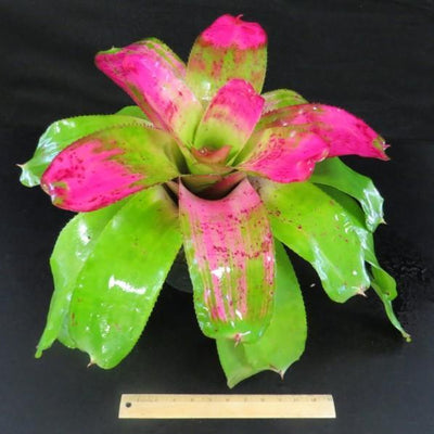 Neoregelia 'Southern Girl' | Bromeliad Paradise