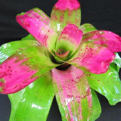 Neoregelia 'Southern Girl' | Bromeliad Paradise