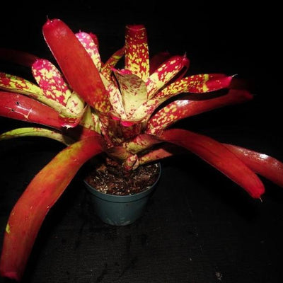 Neoregelia 'Spanish Sunset'' | Bromeliad Paradise