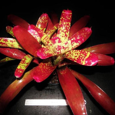 Neoregelia 'Spanish Sunset'' | Bromeliad Paradise