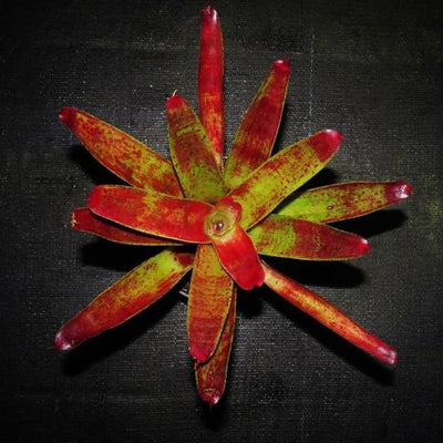 Neoregelia 'Sparky' | Bromeliad Paradise