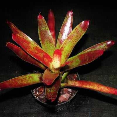 Neoregelia 'Sparky' | Bromeliad Paradise