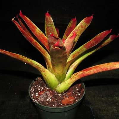 Neoregelia 'Sparky' | Bromeliad Paradise