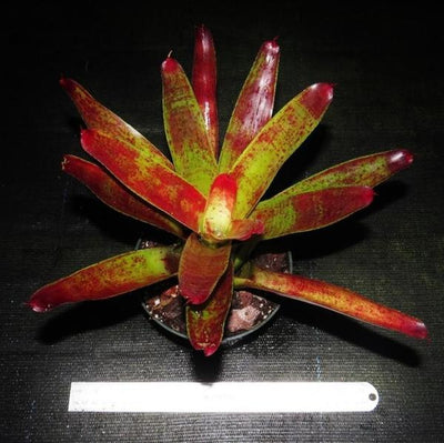 Neoregelia 'Sparky' | Bromeliad Paradise