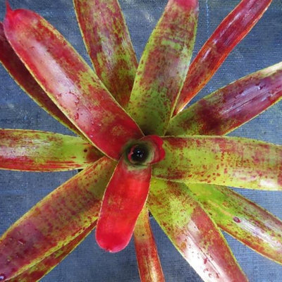 Neoregelia 'Sparky' | Bromeliad Paradise