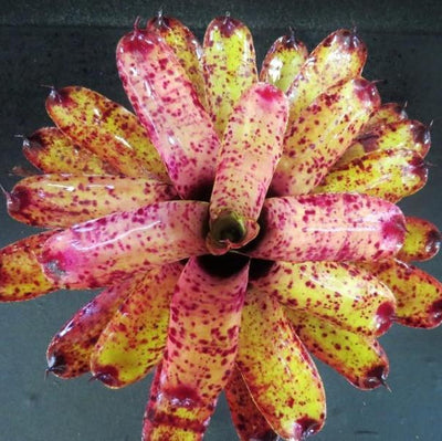 Neoregelia 'Specktickle' | Bromeliad Paradise