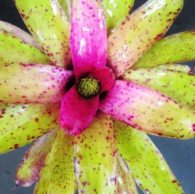 Neoregelia 'Specktickle' | Bromeliad Paradise