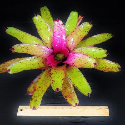 Neoregelia 'Specktickle' | Bromeliad Paradise