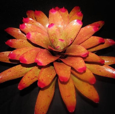 Neoregelia spectabilis 'Pink Chiffon' | Bromeliad Paradise